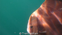 This photo was taken with a Canon G12 Camera while snorke... by Trad Babhair 